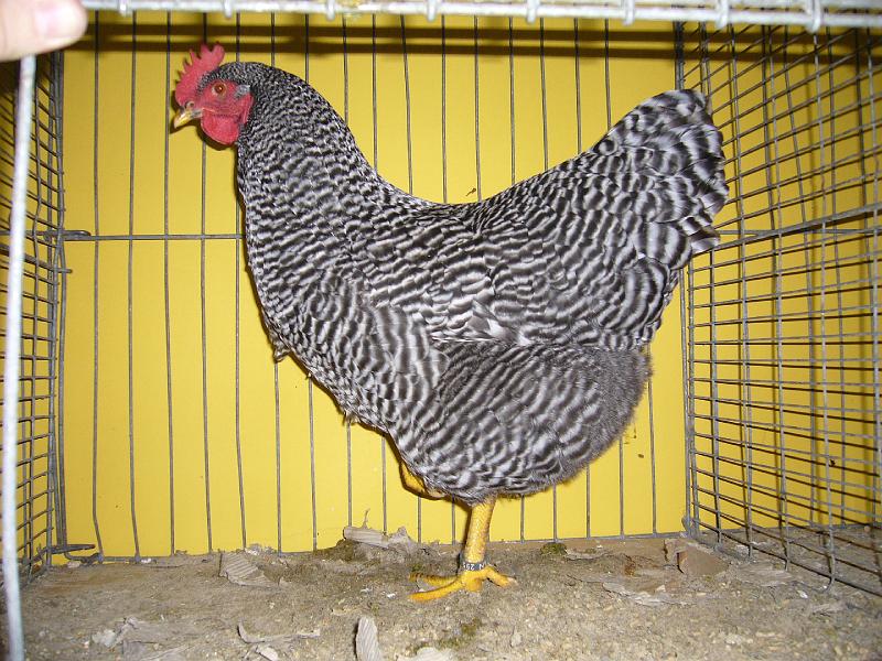 Hannover 2008 017.jpg - Amrocks gestreift von Eugen Gürtler PreisHV96 VHGW EB